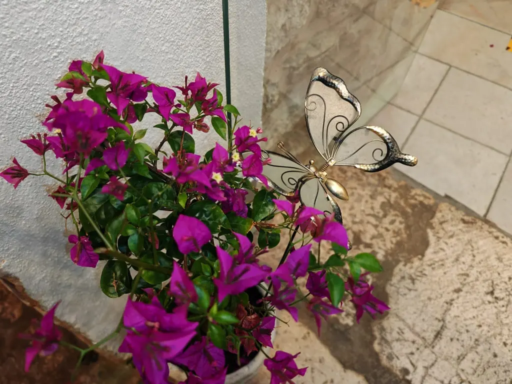 Old town flower detail near Miki's Food & Bar in Trogir